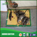Bug Pest Rodent Control Klebefalle Klebe Mäuse Maus